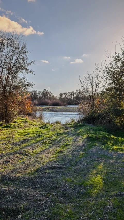 A scenic view of the American River flows peacefully behind a clearing Stock Footage 333347301