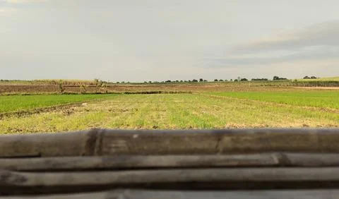 A scenic view from a bamboo structure overlooking lush green rice fields un.. 库存照片