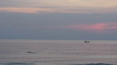 Scenic view at the beach at dusk with a man swimming and boat moving in water. Stock Footage 148401532