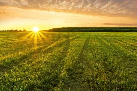 Scenic view at beautiful spring sunset in a green shiny field with green gr.. Stock Photos