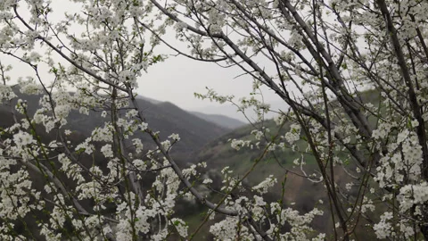 Scenic view of blossoming tree branches with delicate white flowers  Stock Footage 305402720