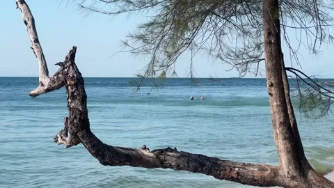 Scenic View of Calm Ocean Waves Through Weathered Tree Trunk on Tropical Vidéo 336090125