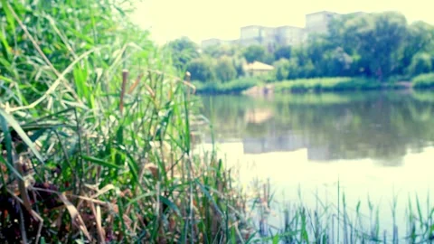 Scenic view of calm river water and green trees on sunny day Stock Footage 340463265