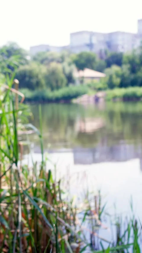 Scenic view of calm river water and green trees on sunny day Stock Footage 340576577
