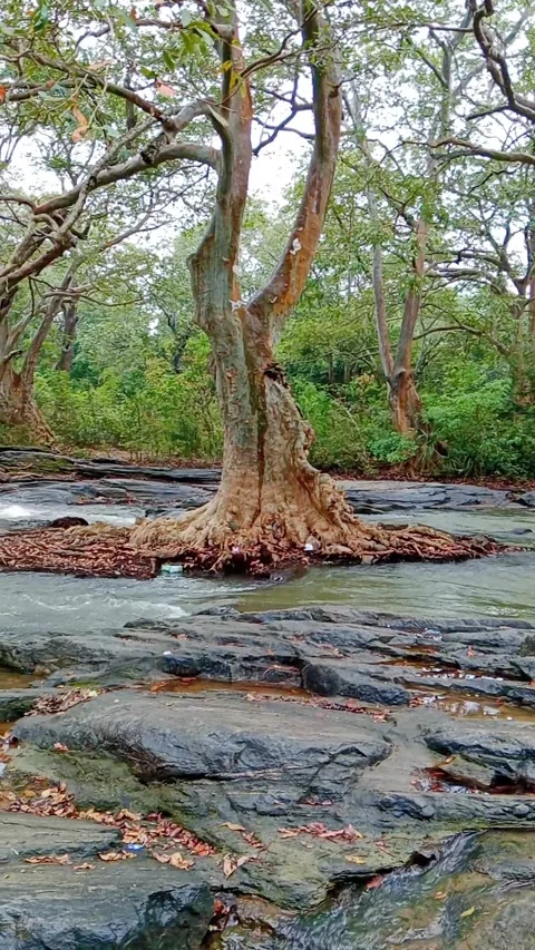 Scenic view of a calm stream and rock formation in a tropical forest landscape Stock Footage 346273196