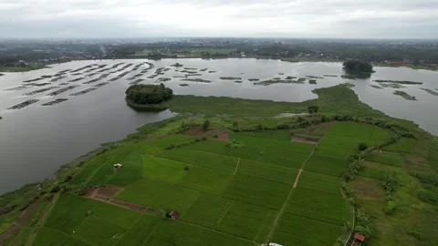 Scenic View of Cengklik Dam Covered by Green Water Hyacinths Stock Footage 324933737