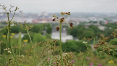 Scenic View of Cityscape through Lush Wildflower Foreground Video stock 264074352