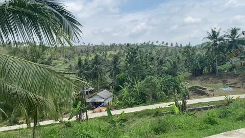 Scenic view of coconat trees on road Stock Footage 239555647