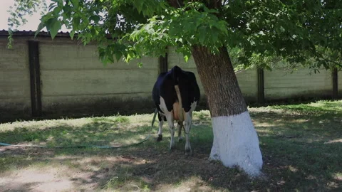 A Scenic View of Cows Grazing and Standing Near Trees and Concrete Walls in a Stock Footage 314465440