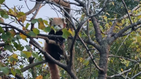 Scenic view of a cute adorable red panda perched on tree in zoo in windy weather Vidéo 220065002