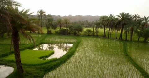 Scenic view of date palm tree, sky &amp; clouds reflected in rice paddy 스톡 동영상 138279684