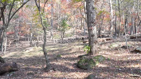 Scenic View of a Deep Forest Floor Covered with Fallen Autumn Leaves Video stock 322570229