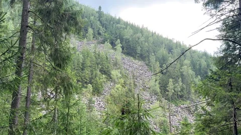 Scenic view of a dense forest and mountain slope with evergreen trees Stock Footage 281794658