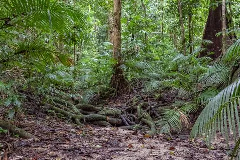 Scenic view of the dense, lush green Mossman Rainforest Stock Photos