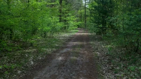 Scenic view of a dirt path going through a green sunny forest 스톡 동영상 336594596