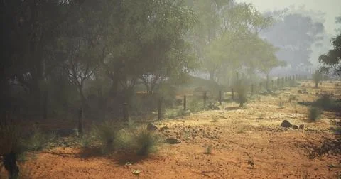 Scenic view of a dusty trail lined with trees in a remote area Stock Illustration