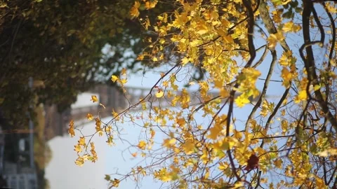 Scenic view to the Eiffel tower over the river Seine Stock Footage 317078773