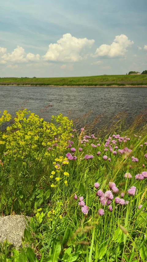 Scenic view of the Elbe River through flowering meadow plants. Stock Footage 336229650