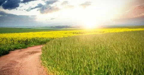 Scenic view of empty path passing through fields Stock Photos