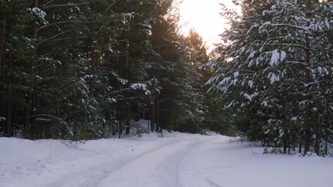 Scenic view of empty pathway amidst coniferous trees in snowy forest Stock Footage 296678380