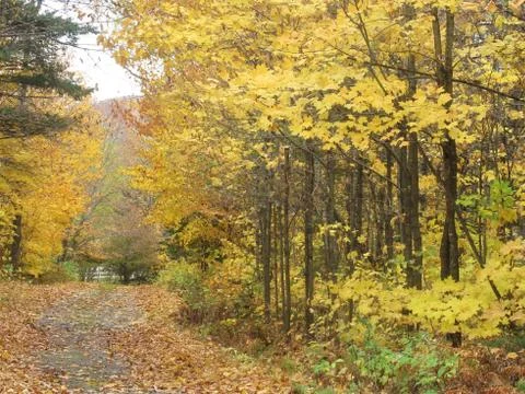Scenic view of fall trees and winding laneway Stock Photos