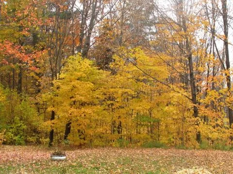 Scenic view of fall trees Stock Photos