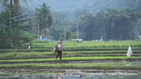 Scenic View of a Farmer Walking and Carrying Equipment on Paddy Field Ridge Stock Footage 346443662