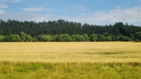 Scenic view of the field and forest from the window of a moving train Stock Footage 252736916
