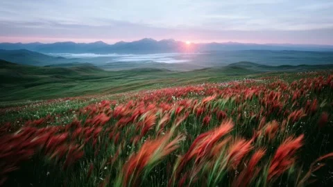 Scenic view of a field with tall grass and red wheat ears Video stock 314826257