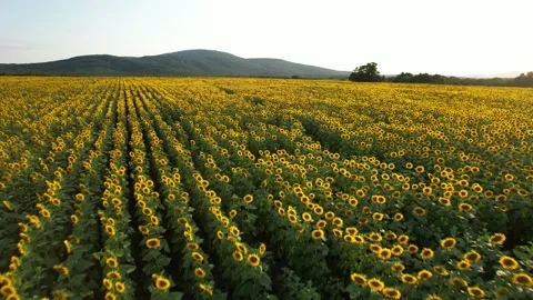 Scenic view of fields planted with sunflowers. 4K Drone Video Stock Footage 175908865