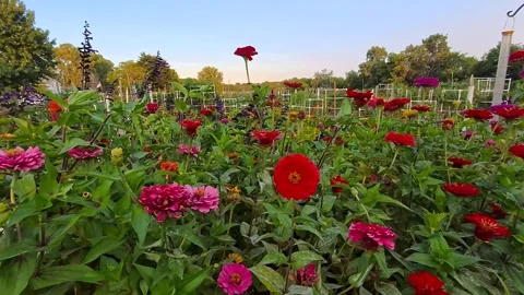 Scenic view of flower and vegetable gardens at Greenmead historical park du.. Video stock 320204621