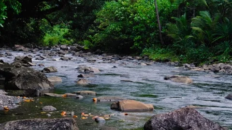 Scenic view flowing river on Lavena Coastal Walk in forest on Taveuni Island in Stock Footage 346688533