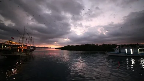 Scenic view of flyig foxes coming out from the mangrove during sunset, Komodo Stock Footage 139391580