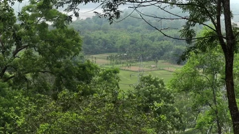 Scenic view of forest canopy overlooking rural farmland and green landscape Видео 337927167