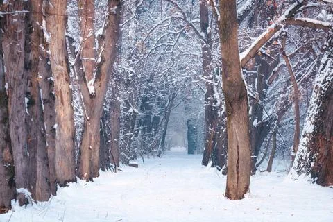 Scenic view of the forest path, framed by old trees and snowdrifts. Everythin Foto stock