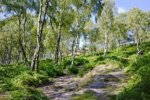 Scenic view of a forest pathway surrounded by tall trees and lush green fer.. Stock Photos