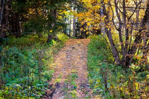 Scenic view of a forest pathway through autumn trees Stock Photos
