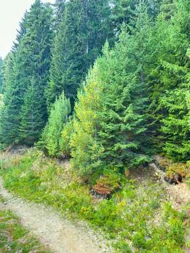Scenic view of a forest trail with trees and vegetation during daylight Stock Photos