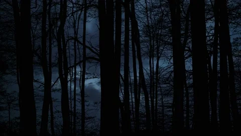 Scenic View of Forest Trees Silhouette Stock Footage 239739890
