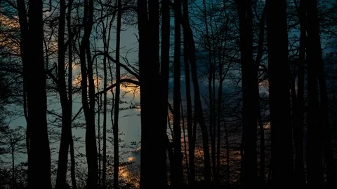 Scenic View of Forest Trees Silhouette Stock Footage 239940635