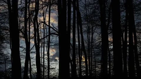 Scenic View of Forest Trees Silhouette Stock Footage 239966161