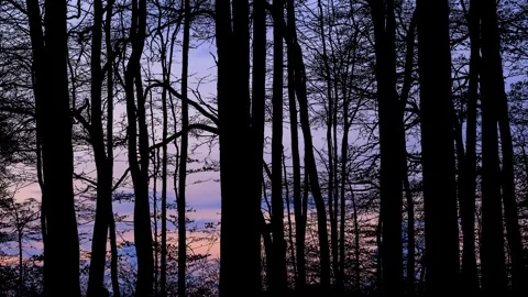 Scenic View of Forest Trees Silhouette Stock Footage 240137166