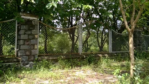 Scenic view of fresh green trees along roadside Vidéo 138362896