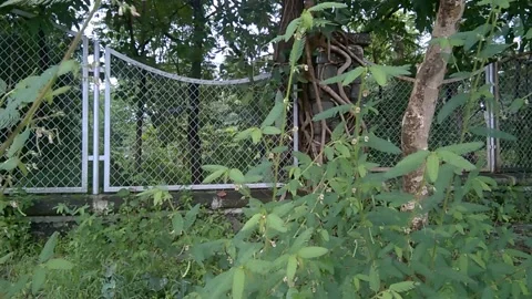 Scenic view of fresh green trees along roadside Stock Footage 138362995