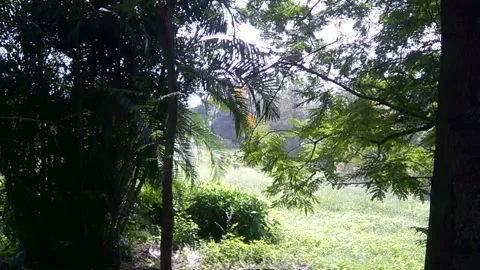 Scenic view of fresh greenery in the park Stock Footage 138499782