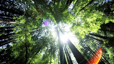Scenic View of Giant Redwood Trees Stock Footage