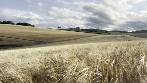 Scenic view of golden grain fields and rolling hills Stock Footage 313470848