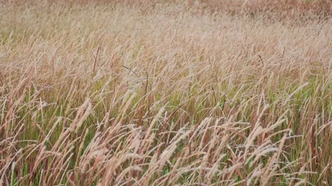 Scenic View Of Grass Field Stock Footage 246526139