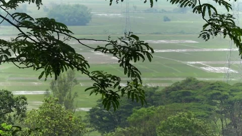 Scenic view of green agricultural fields framed by lush forest canopy Видео 337927028