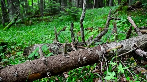 Scenic view of green forest and pine log Stock Footage 89856273